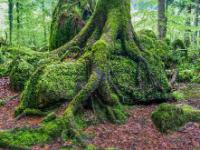 Grün bemoostes Wurzelwerk wächst auf einem Felsen